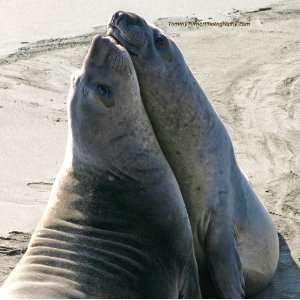 Elephant Seals Love Wildlife Fine Art Photography Photos 
