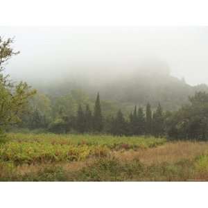  Vineyard and La Clape Mountain, Domaine Pech Redon 