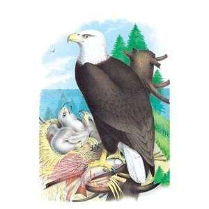   Vintage Art Bald Eagle (White Headed Eagle)   03810 1