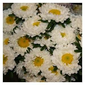 Aster Matsumoto White 18 Bunches  Grocery & Gourmet Food