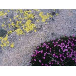  Mountain Phlox Grows Next to a Leichen Covered Boulder 