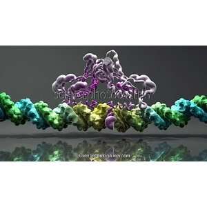  Transcription factor and DNA molecules Framed Prints