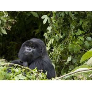  Silverback, Mountain Gorilla, Rwanda, Africa Photographic 