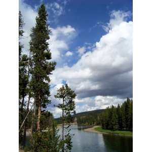    Print of a Pine tree on the Yellowstone River