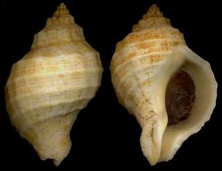 BestShells Xanthochorus Cassidiformis 66.52 mm Fine ++  