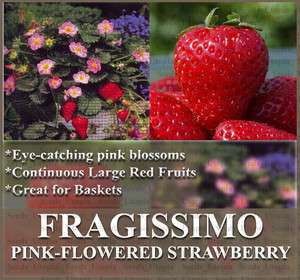 BULK FRAGISSIMO STRAWBERRY SEEDS Showy ~Pink Blossoms & Tasty Large 
