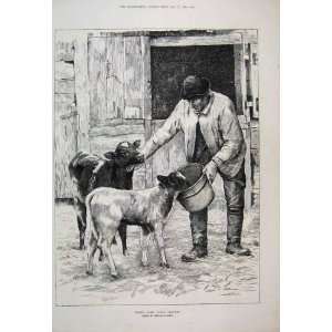   1887 Man Feeding Calf Farm Scene Animals Antique Print