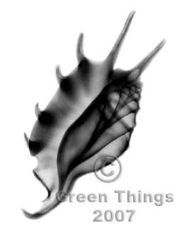 Spider Conch Xray seashell print  