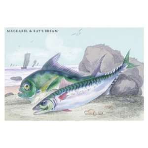  Mackarel and Rays Bream 24X36 Giclee Paper