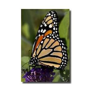 Monarch Butterfly Groton Connecticut Giclee Print