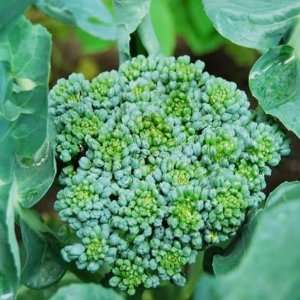  200 Seeds, Broccoli Waltham 29 (Brassica oleracea) Seeds 