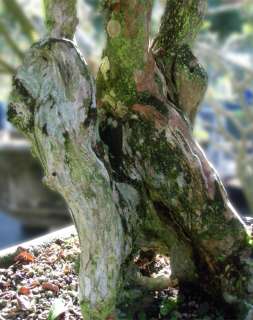 Crape Myrtle Bonsai Tree 44 Tall Large Specimen  