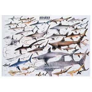  SciEd Sharks Poster Industrial & Scientific