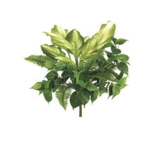  22 Hosta/Boston Fern/Philodendron Bush x7 w/95 Lvs. Green 