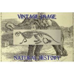   Key Ring Vintage Natural History Image Skeleton and Jaws of Beaver