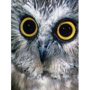 Northern Saw Whet Owl Face and Eyes, Aegolius Acadius, North America 