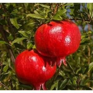  Granada Pomegranate Tree, Five Gallon Container Patio 