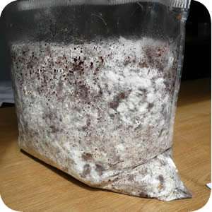 The idea is to take your dried mycelium culture and use it to 