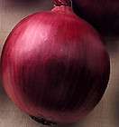 Onion Cipollini Red Marble 50 seeds  after 1st pkg