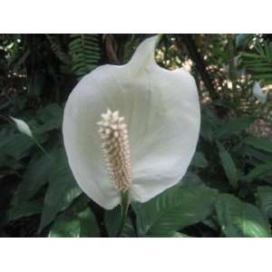   clevelandii  EXOTIC Peace Lily 50 seeds Patio, Lawn & Garden