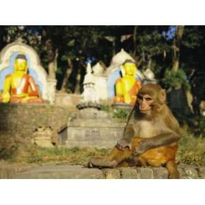 Rhesus Monkey at the Swayambhunath Temple in Kathmandu Stretched 