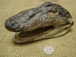 Alligator Head Crocodile Skull Gator Weird Obscure  