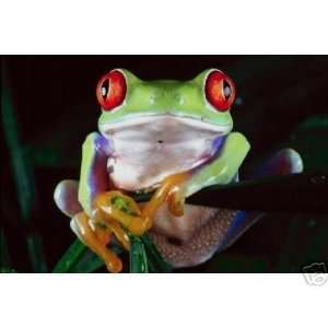  Frog Frogs Red Eye Tree Frog Mousepad Mouse Pad 