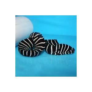    Gymnomuraena zebra Zebra Moray Eel   Medium