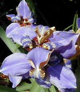 Blue Walking Iris Plant   Neomarica   Rare Houseplant  