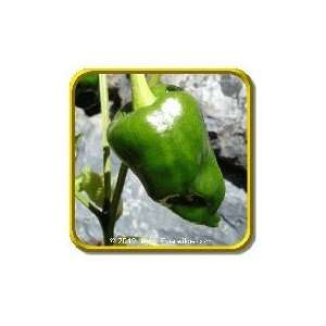  1 Oz   Hot Pepper Seeds   Ancho Bulk Vegetable Seeds 
