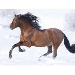 Bay Andalusian Stallion Running in the Snow, Berthoud, Colorado, USA 