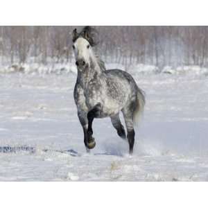 Grey Andalusian Stallion Trotting in Snow, Longmont, Colorado, USA 