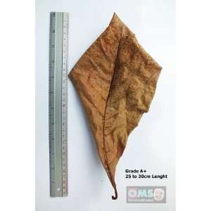  Indian Almond Leaves for Fish Tank (Grade A+, 25 to 30cm 