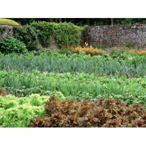  Walled Kitchen Garden, Rows of Vegetables Forde Abbey 
