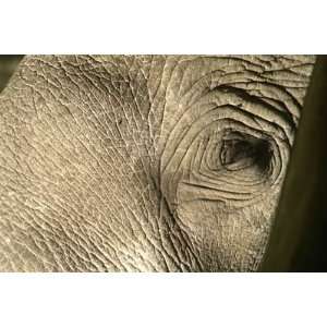  12X16 inch Close Up Animal Collection Canvas Art Elephant 