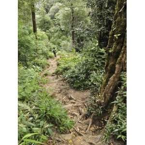  Path Through Rainforest to Summit of Fansipan, Hoang Lien 