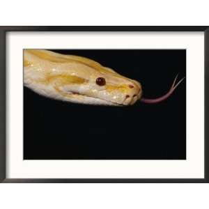  Close view of an albino Burmese python Animals Framed Art 