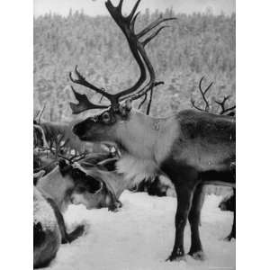 Reindeer with Very Large Set of Antlers Standing in Snow Photographic 