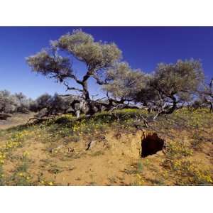  Dingos Den Dugout in a Sand Dune Surrounded by Wild 