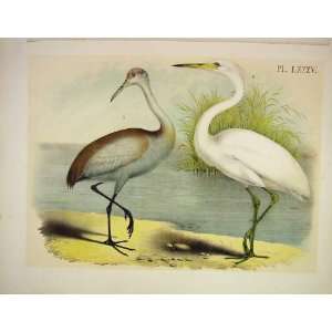   White Heron Crane Studer Jasper Birds Of America 1878