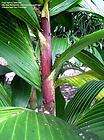 Rare plants for sale, exotic plants for sale items in Gondwanaland 