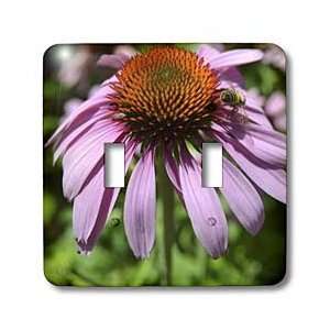    Synergy  Bee and Echinacea Flower  Floral Photography   Light 