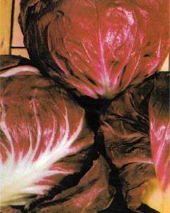 Radicchio Rossa Di Verona  tight 100 Seeds  