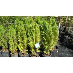  Blue Cone Arborvitae Platycladus orientalis Thuja 10 Seeds 