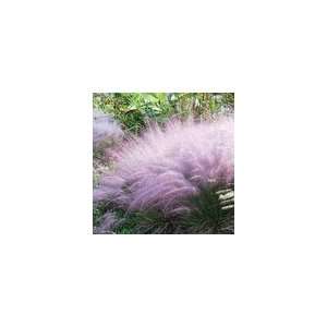  Pink Muhly Grass Patio, Lawn & Garden