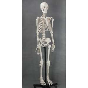 Life size Medical Anatomical Human Skeleton Model, 170cm (66.9 inches 