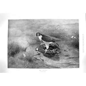  1900 POACHER DEAD BIRD PREY NATURE MOUNTAINS OLD PRINT 