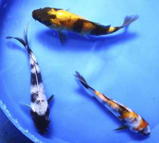   LOT 4 5 SHOWA & UTSURI MIX Standard Fin Live Koi fish pond garden NDK
