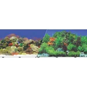  Blue Ribbon Background 24 Inch 50Ft Coral Reef & Fresh 