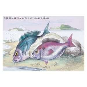  Sea Bream and the Axillary Bream   12x18 Gallery Wrapped 